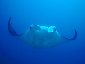 Manta Ray